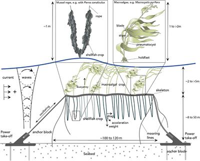 Cost-Benefit Analysis of a Hybrid Biophysical Approach to Wave Energy Extraction: Bio-Oscillator